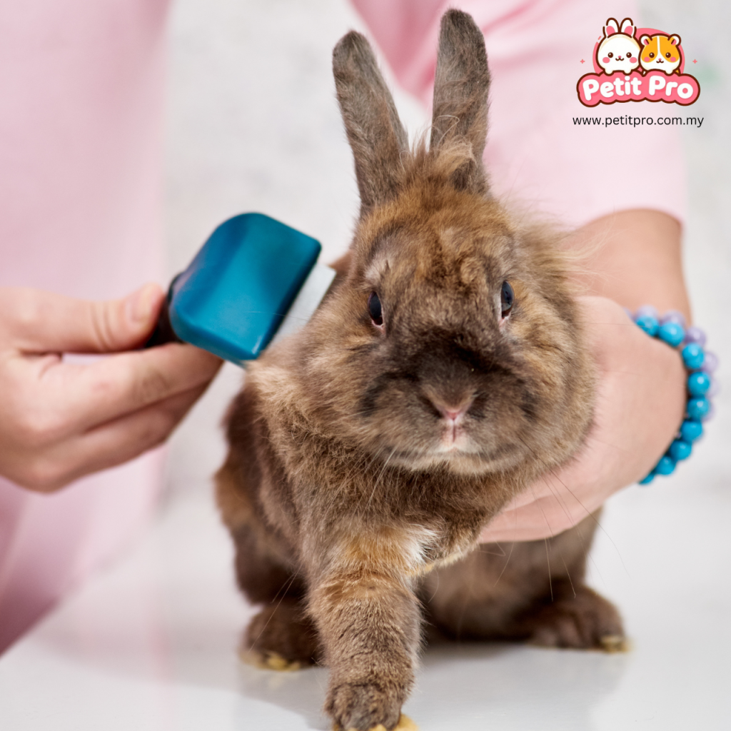 Rabbit Grooming in Penang